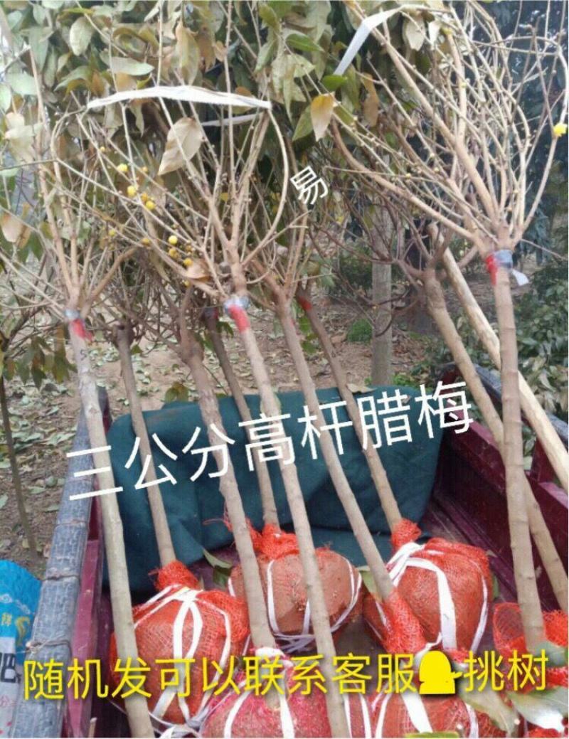 鄢陵腊梅高杆树原生庭院地栽黄色冬日耐寒易活工程花卉批发园