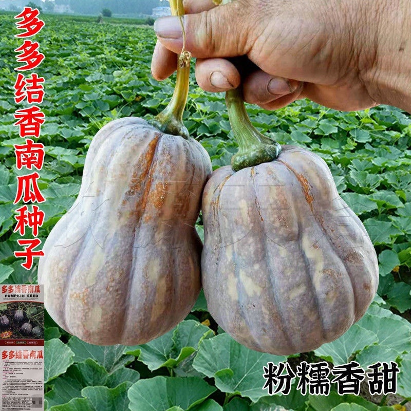 金香南瓜广西南瓜本人从事南瓜生意多年欢迎联系