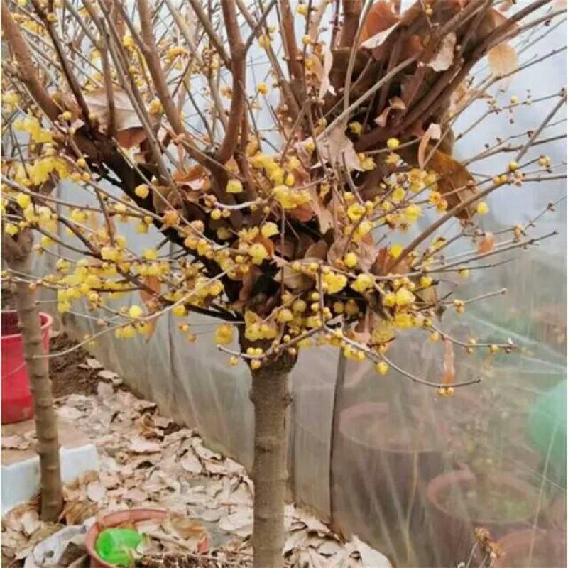 鄢陵腊梅高杆树原生庭院地栽黄色冬日耐寒易活工程花卉批发园