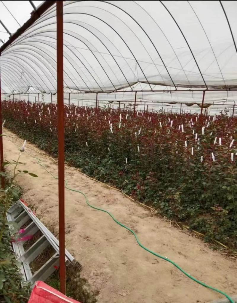 卡罗拉玫瑰云南基地发货产地直销，鲜花