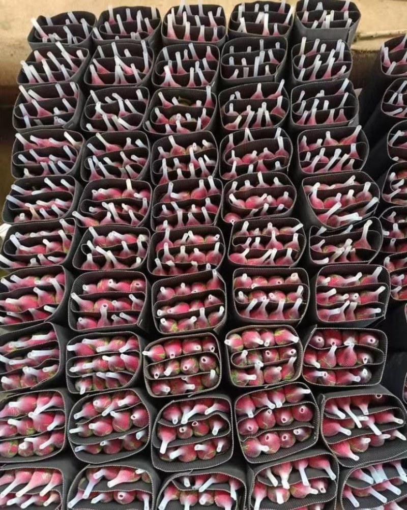 卡罗拉玫瑰云南基地发货产地直销，鲜花