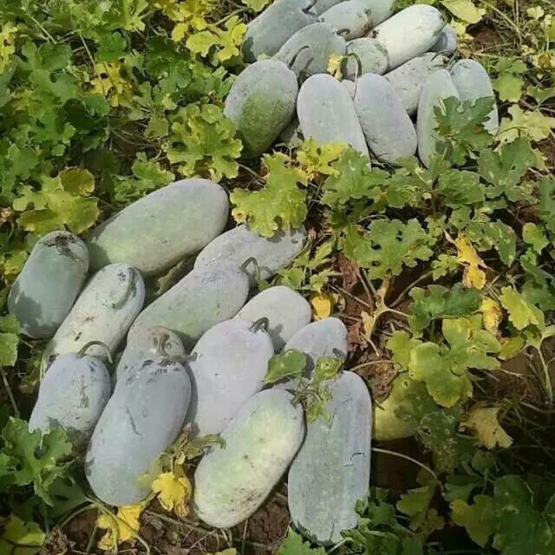 粉皮冬瓜广西南宁新鲜冬瓜上市了量大从优欢迎选购