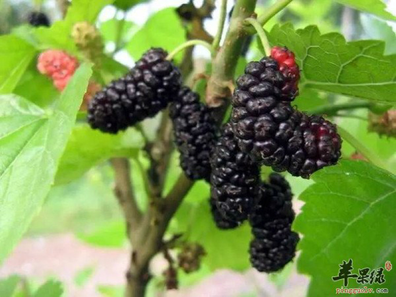 新鲜桑葚果现摘水果零食广东省包邮欢迎洽谈
