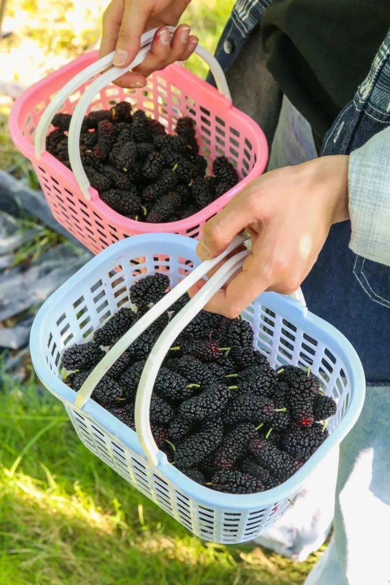 新鲜桑葚果现摘水果零食广东省包邮欢迎洽谈