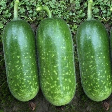毛节瓜本种植基地品种齐全可发全国诚信经营