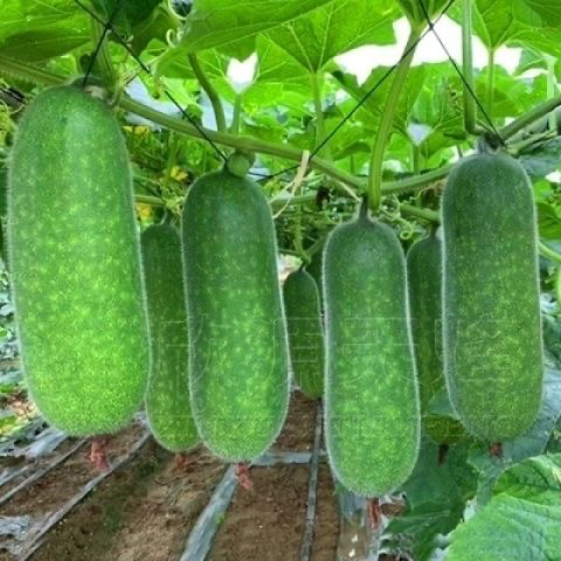 毛节瓜本种植基地品种齐全可发全国诚信经营