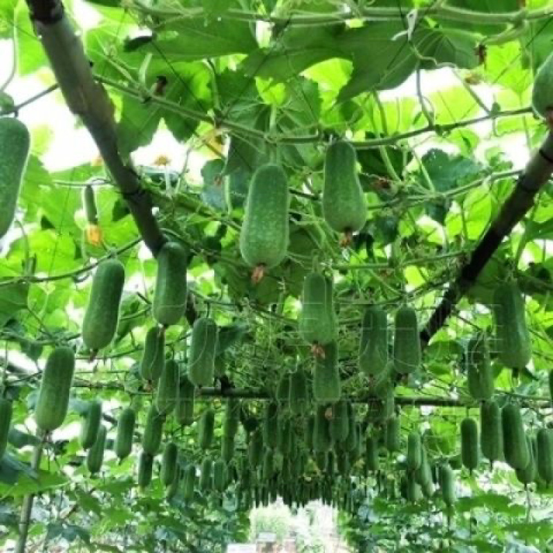 毛节瓜本种植基地品种齐全可发全国诚信经营