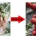 根腐康枯草芽孢杆菌预防死稞死苗烂根土传病害微生物菌剂