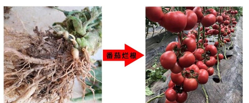 根腐康枯草芽孢杆菌预防死稞死苗烂根土传病害微生物菌剂