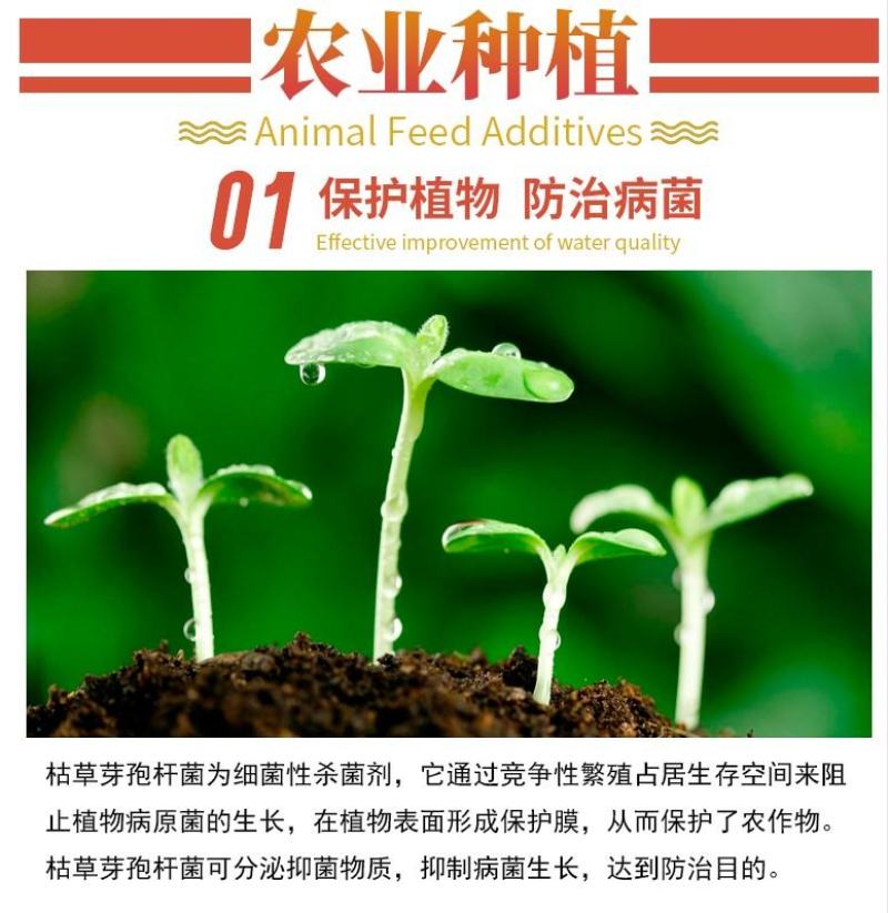 根腐康枯草芽孢杆菌预防死稞死苗烂根土传病害微生物菌剂