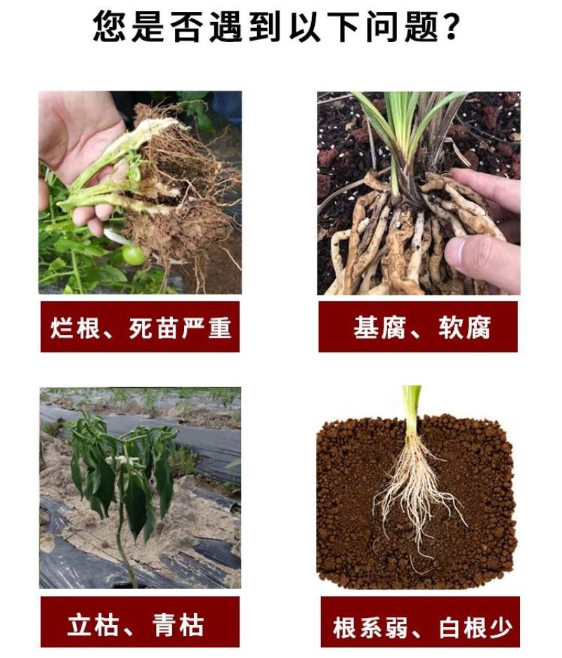 根腐康枯草芽孢杆菌预防死稞死苗烂根土传病害微生物菌剂