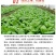 根腐康枯草芽孢杆菌预防死稞死苗烂根土传病害微生物菌剂