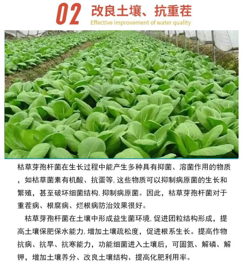 根腐康枯草芽孢杆菌预防死稞死苗烂根土传病害微生物菌剂