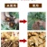 根腐康枯草芽孢杆菌预防死稞死苗烂根土传病害微生物菌剂