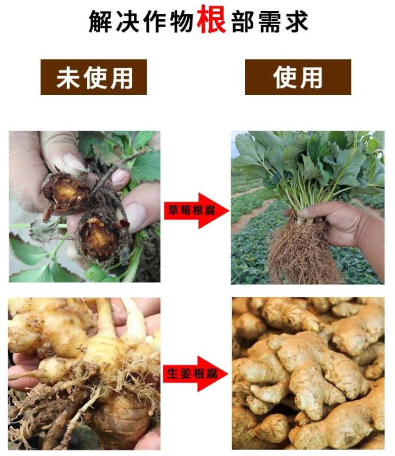 根腐康枯草芽孢杆菌预防死稞死苗烂根土传病害微生物菌剂