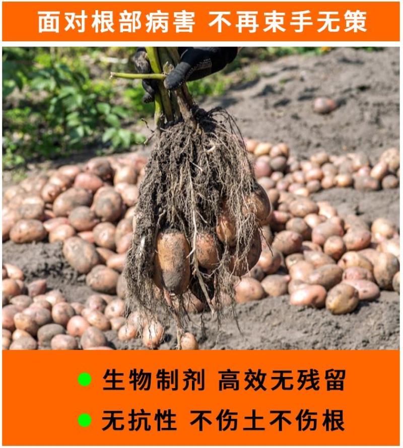 根腐康枯草芽孢杆菌预防死稞死苗烂根土传病害微生物菌剂