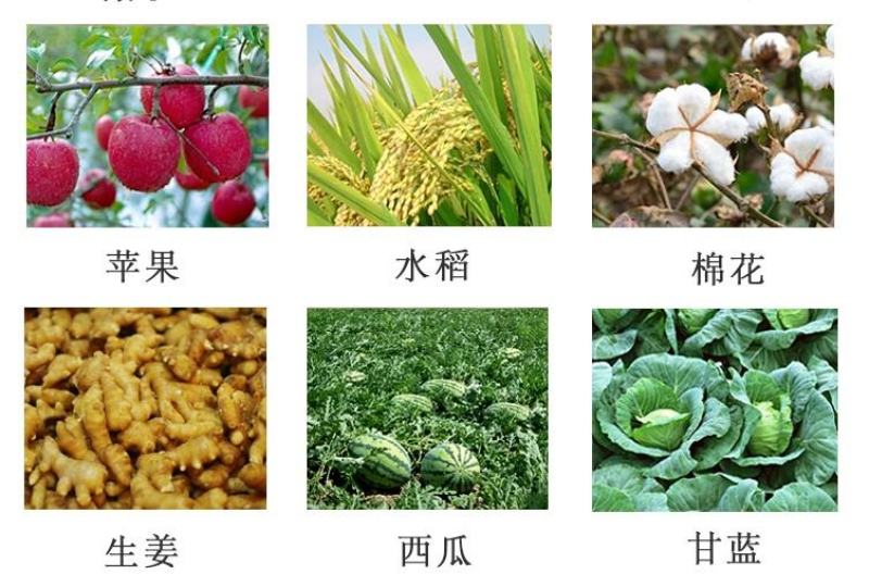 根腐康枯草芽孢杆菌预防死稞死苗烂根土传病害微生物菌剂