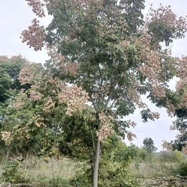 风景树，楠树