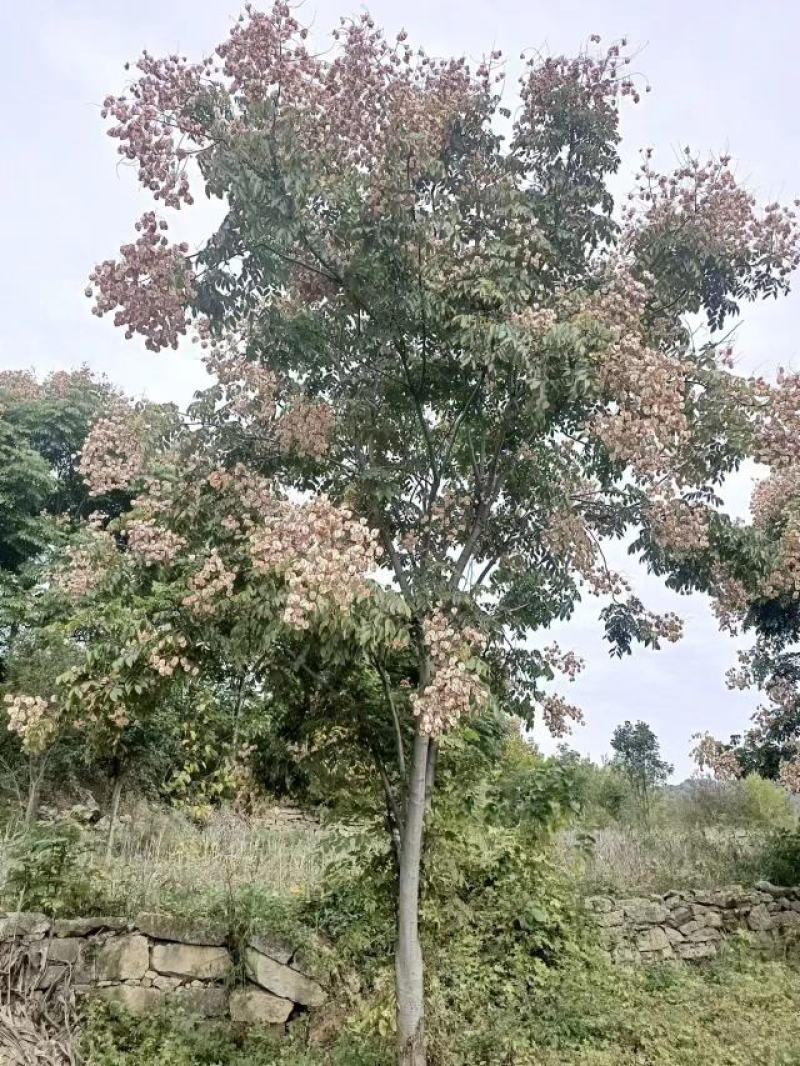 风景树，楠树