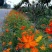 硫华菊花种子四季易活花籽孑四季播种开花庭院室外黄秋英花种
