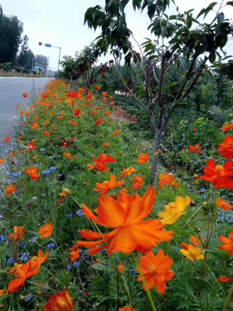 硫华菊花种子四季易活花籽孑四季播种开花庭院室外黄秋英花种