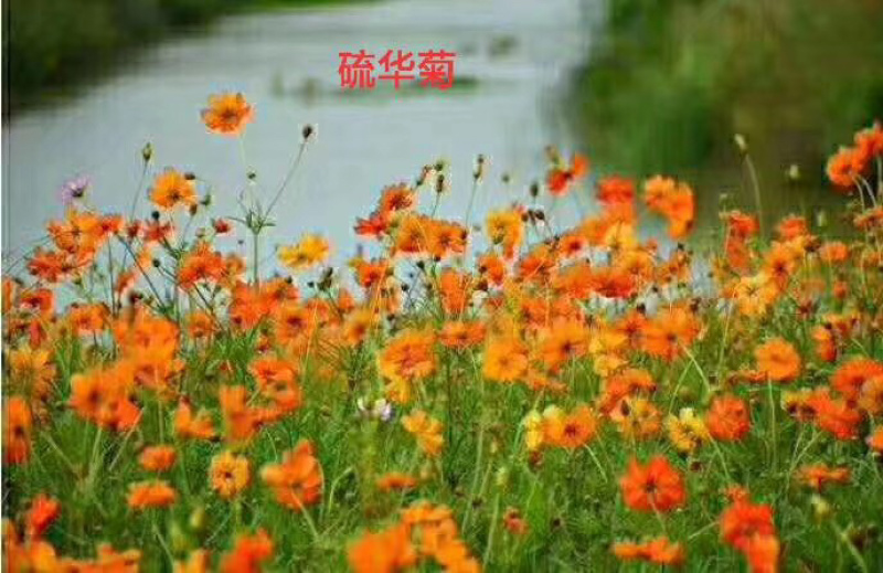 硫华菊花种子四季易活花籽孑四季播种开花庭院室外黄秋英花种