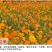 硫华菊花种子四季易活花籽孑四季播种开花庭院室外黄秋英花种