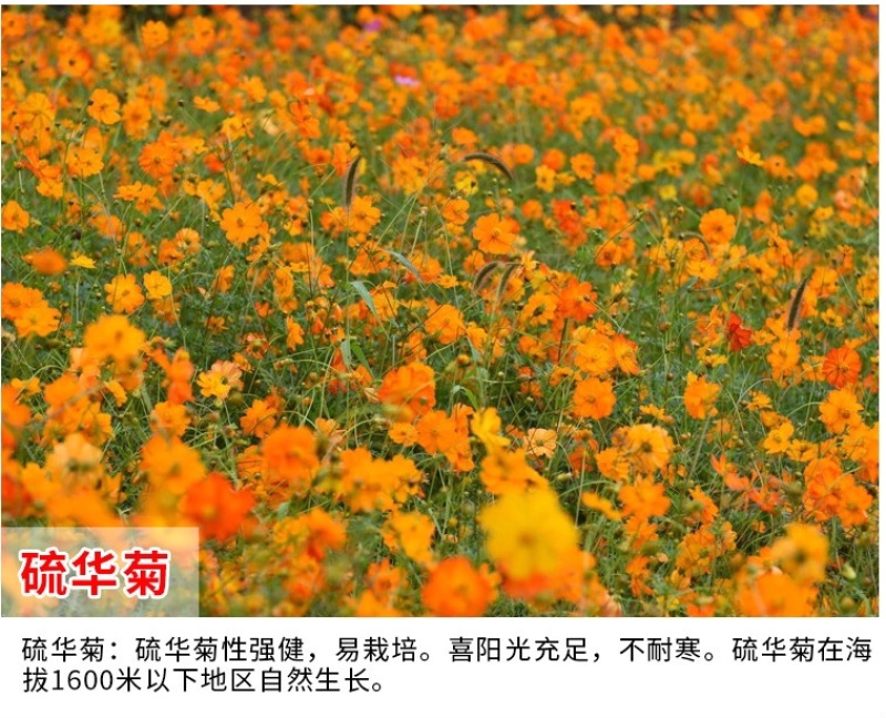 硫华菊花种子四季易活花籽孑四季播种开花庭院室外黄秋英花种