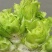 儿菜