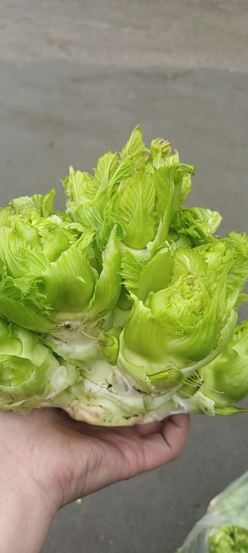 儿菜