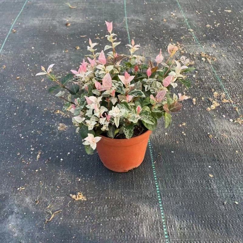 花叶络石福建漳州花叶络石基地直销大量供应
