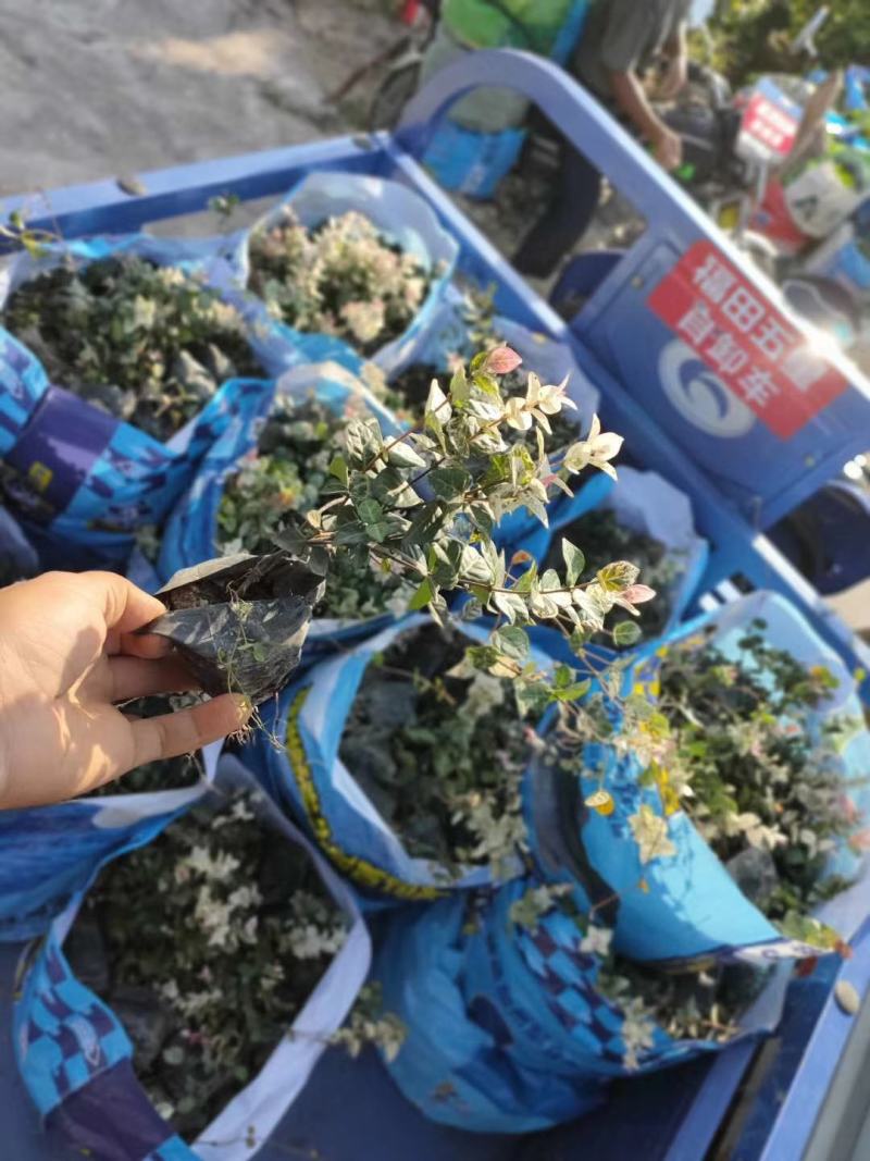 花叶络石福建漳州花叶络石基地直销大量供应