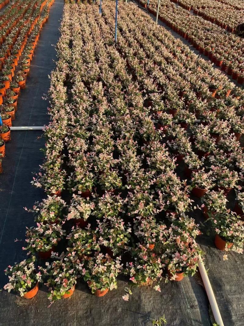 花叶络石福建漳州花叶络石基地直销大量供应