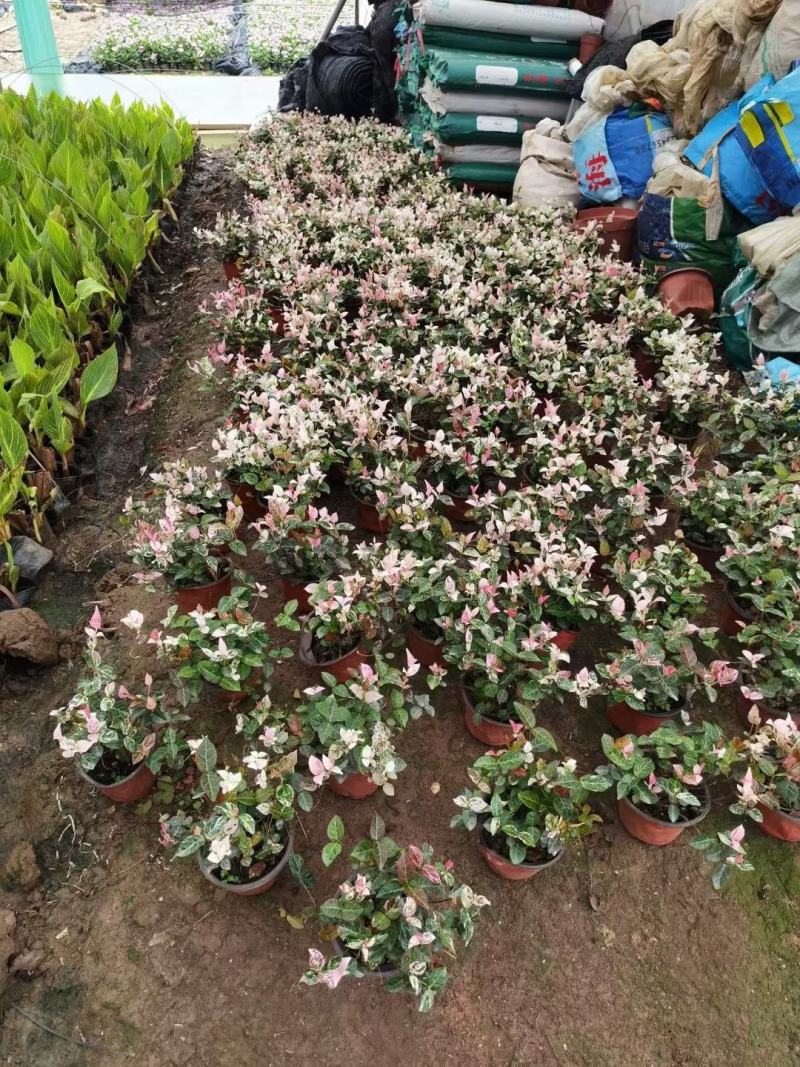 花叶络石福建漳州花叶络石基地直销大量供应