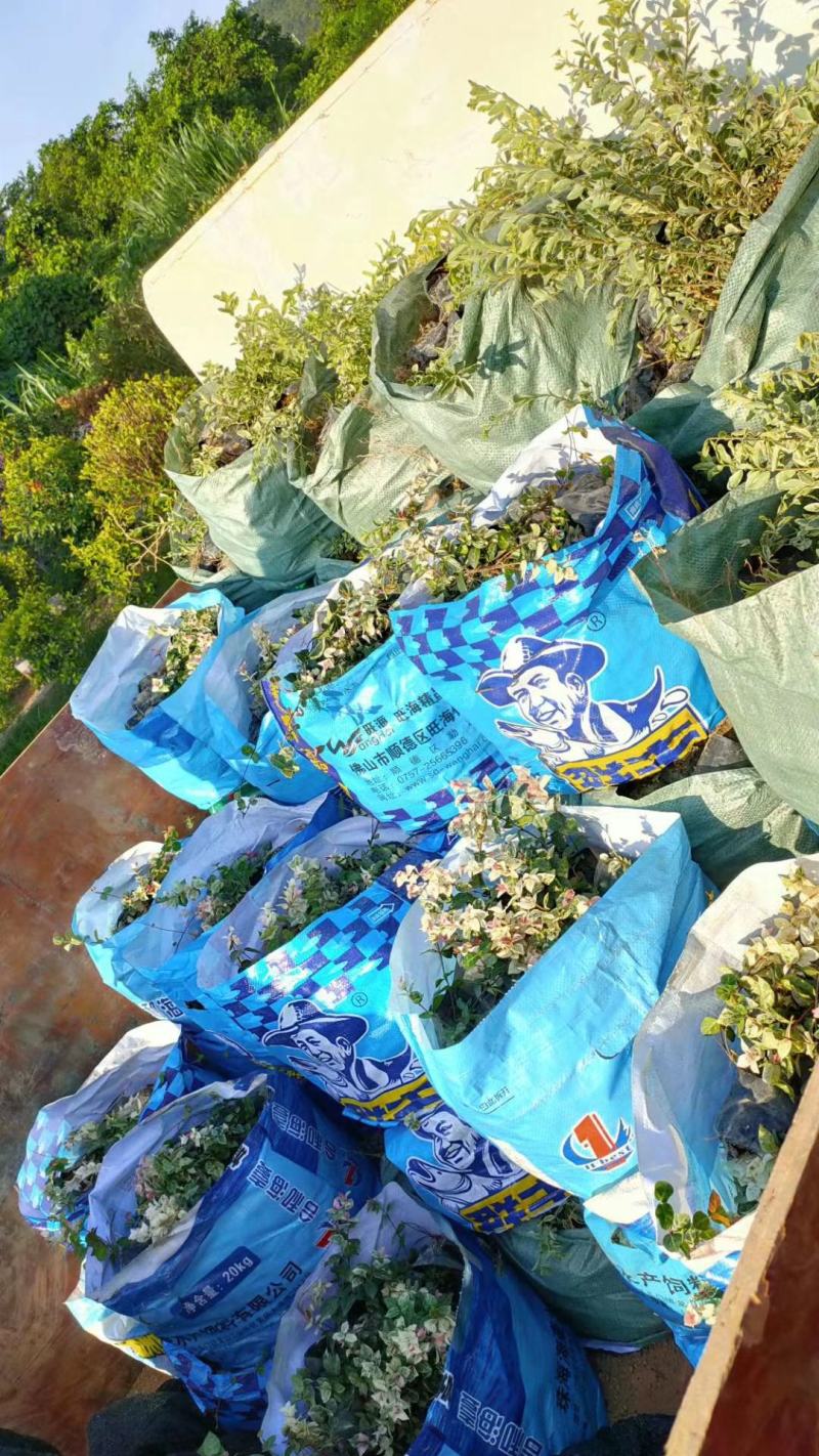 花叶络石福建漳州花叶络石基地直销大量供应