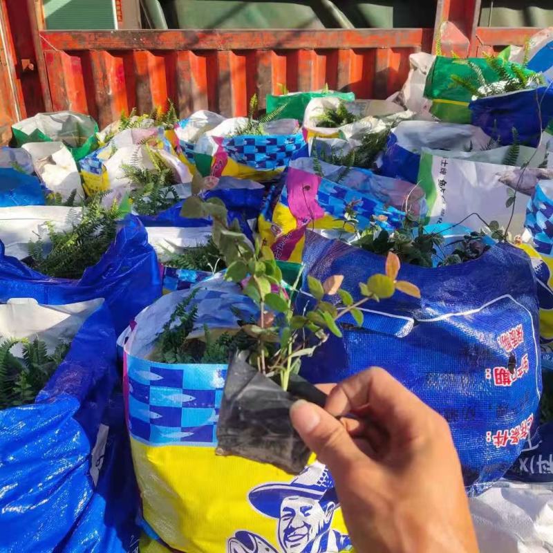 花叶络石福建漳州花叶络石基地直销大量供应