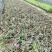 花叶络石福建漳州花叶络石基地直销大量供应