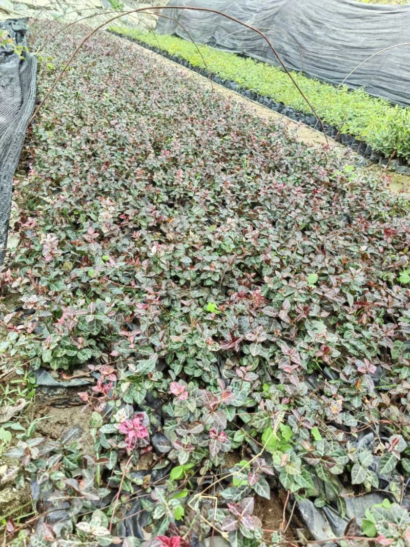花叶络石福建漳州花叶络石基地直销大量供应