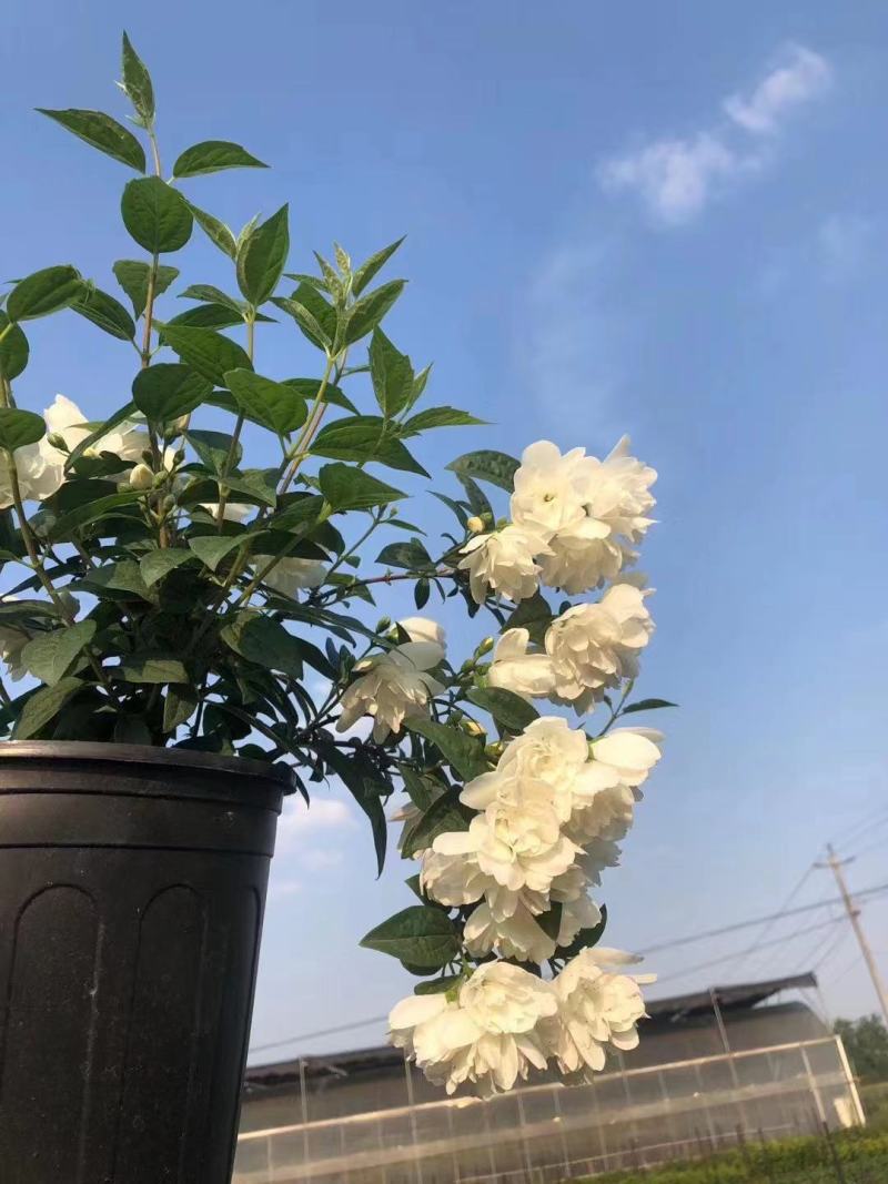 欧洲进口山梅花又好看又好闻，耐寒—20低温，花期长