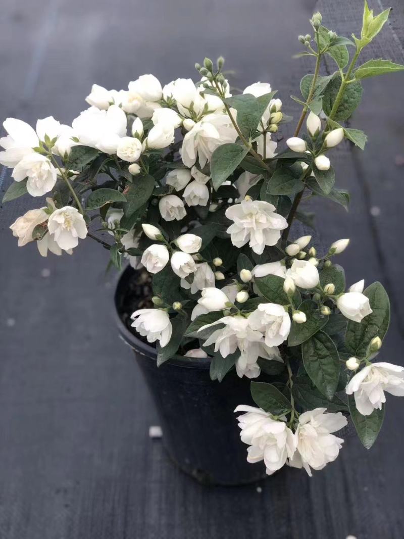 欧洲进口山梅花又好看又好闻，耐寒—20低温，花期长