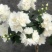 欧洲进口山梅花又好看又好闻，耐寒—20低温，花期长