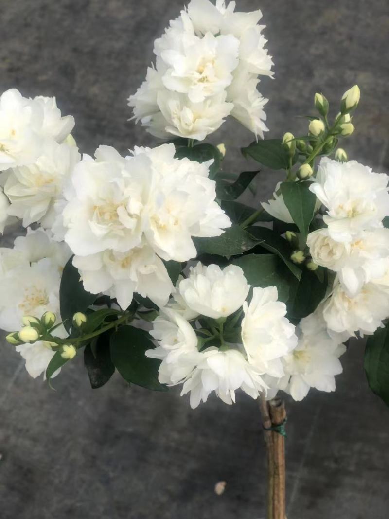 欧洲进口山梅花又好看又好闻，耐寒—20低温，花期长
