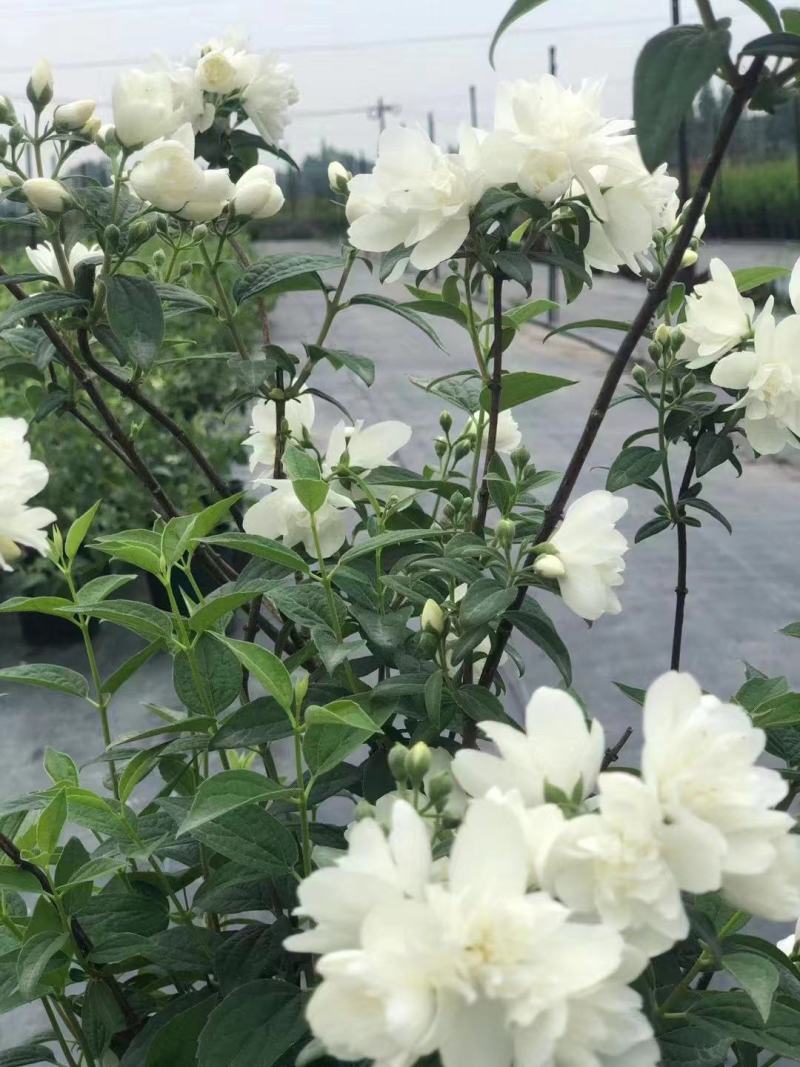 欧洲进口山梅花又好看又好闻，耐寒—20低温，花期长