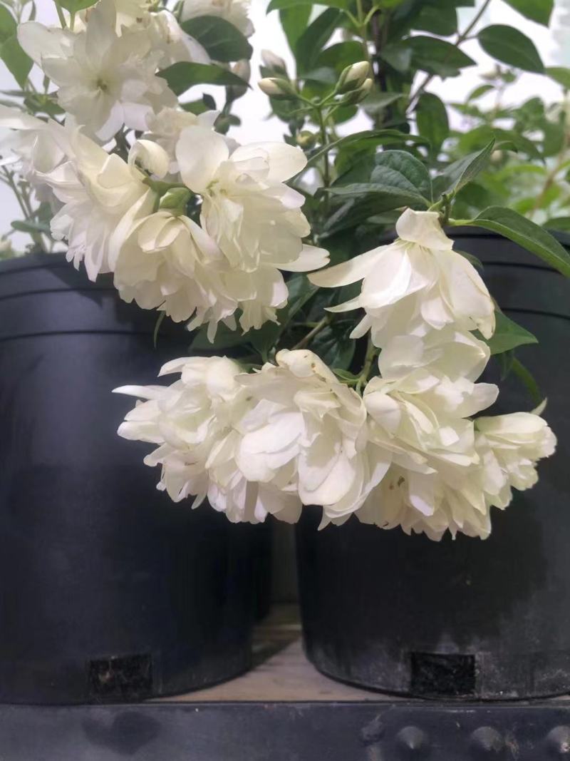 欧洲进口山梅花又好看又好闻，耐寒—20低温，花期长