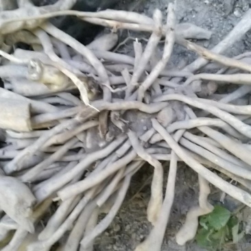 野生百部