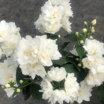 欧洲进口山梅花又好看又好闻，耐寒—20低温，花期长