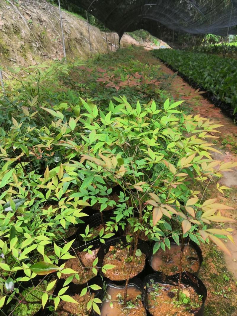 南天竹福建漳州南天竹场地直销货源充足大量供应