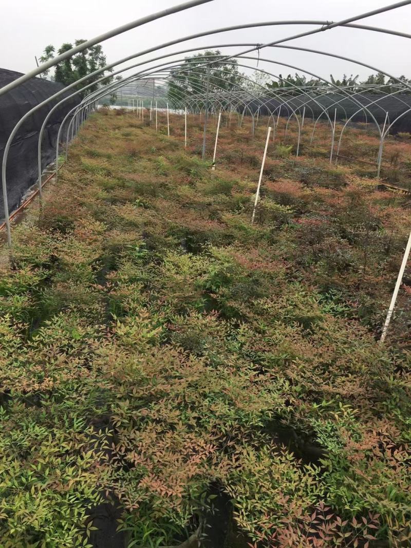 南天竹福建漳州南天竹场地直销货源充足大量供应