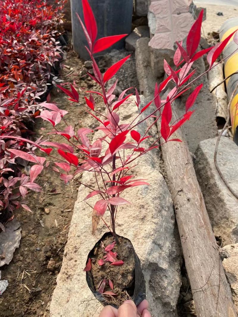 南天竹福建漳州南天竹场地直销货源充足大量供应