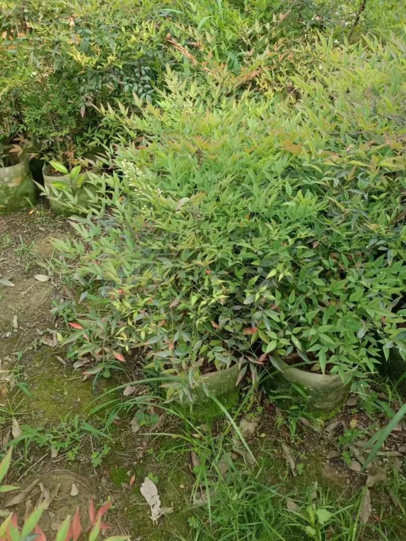 南天竹福建漳州南天竹场地直销货源充足大量供应